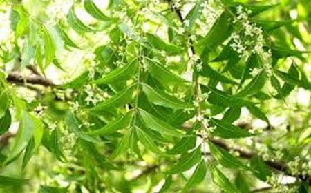 NEEM : Les bienfaits d’un arbre miracle