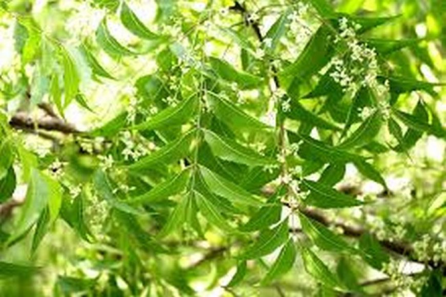 NEEM : Les bienfaits d’un arbre miracle