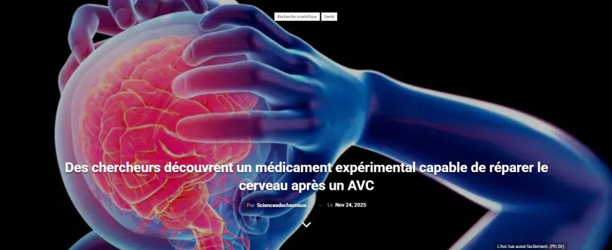 Des chercheurs découvrent un médicament expérimental capable de réparer le cerveau après un AVC