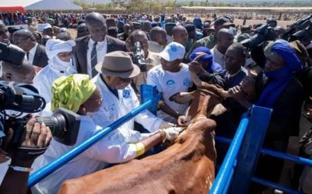 Mali: le cheptel de 83 millions de têtes vacciné fin décembre