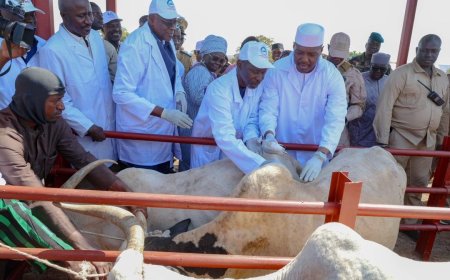 Mali : le Premier ministre lance la vaccination de 83 millions de têtes d’animaux