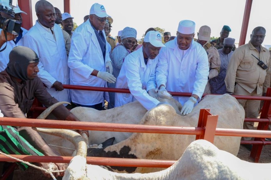Mali : le Premier ministre lance la vaccination de 83 millions de têtes d’animaux