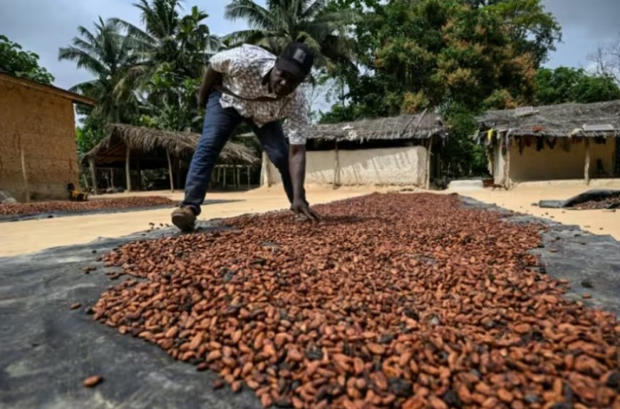 Côte d'Ivoire: chez les planteurs de cacao, la "malédiction de l'or brun"