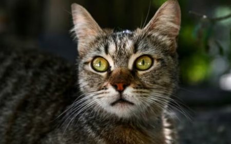 Et si les chats pouvaient nous aider à mieux soigner le cancer du sein?