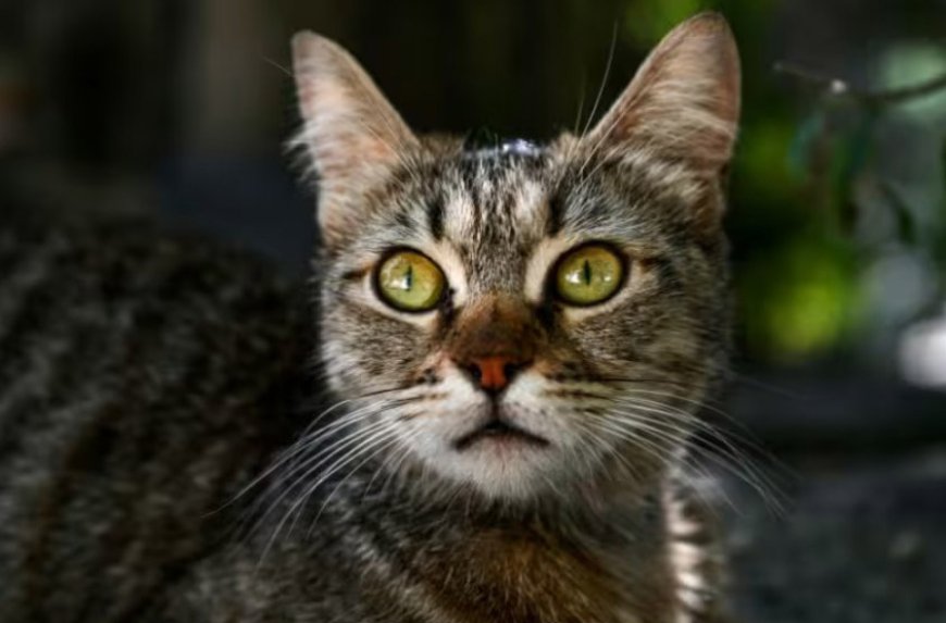 Et si les chats pouvaient nous aider à mieux soigner le cancer du sein?
