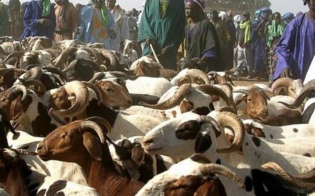 Impératifs sécuritaires à Bamako : Après le Ramadan, les parcs à bétail délocalisés vers la périphérie