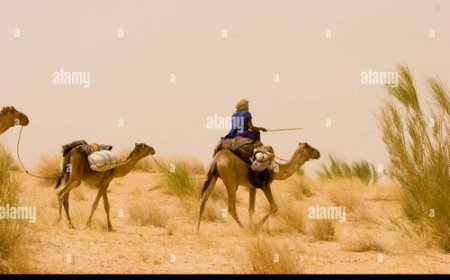 Les chameaux de Tombouctou, grandes victimes de la crise de viande