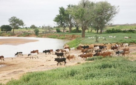 Temera :  La médiation locale pour sécuriser les couloirs de transhumance