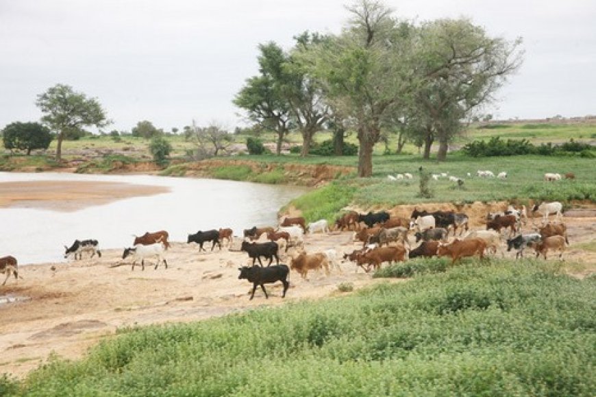 Temera :  La médiation locale pour sécuriser les couloirs de transhumance