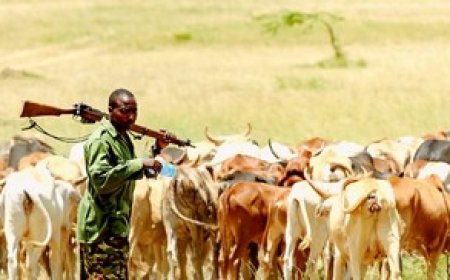 Agriculteurs et éleveurs à Gounzoureye : Quand le dialogue coutumier devient une solution durable