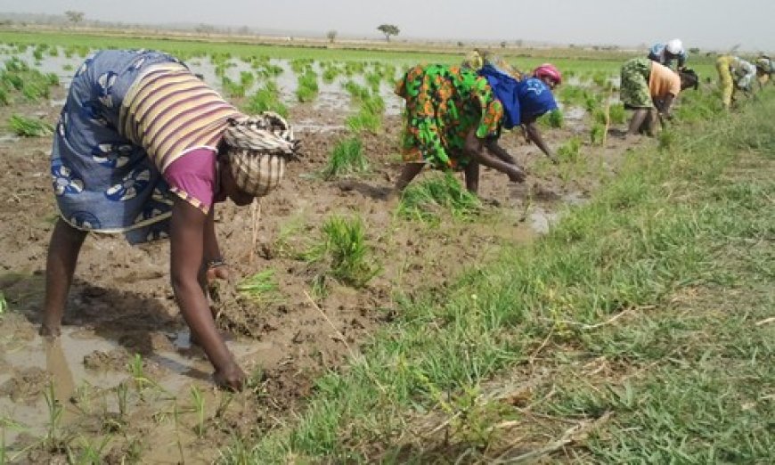 Derrière les chiffres record, les défis persistants de l'agriculture malienne