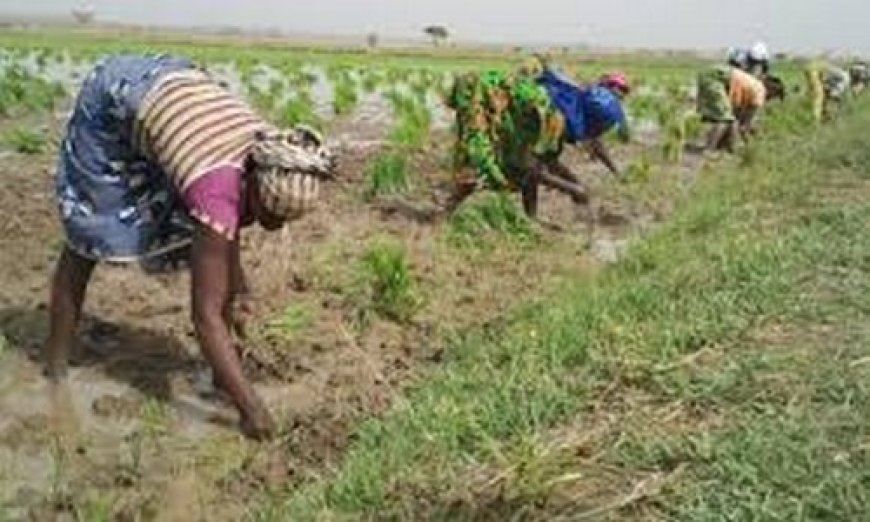 Cohabitation agropastorale : D’un conflit à un modèle de gestion concertée à Sokorodji