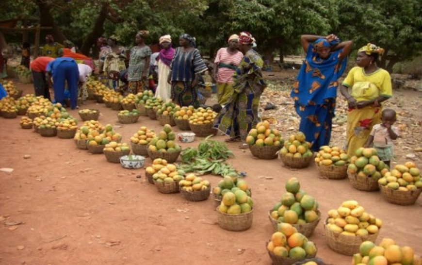 Saison de la mangue : Entre saveurs et engouement populaire