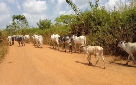 Gestion des couloirs de transhumance à Forgho : D’un conflit agropastoral en solution durable