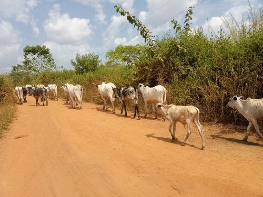 Gestion des couloirs de transhumance à Forgho : D’un conflit agropastoral en solution durable