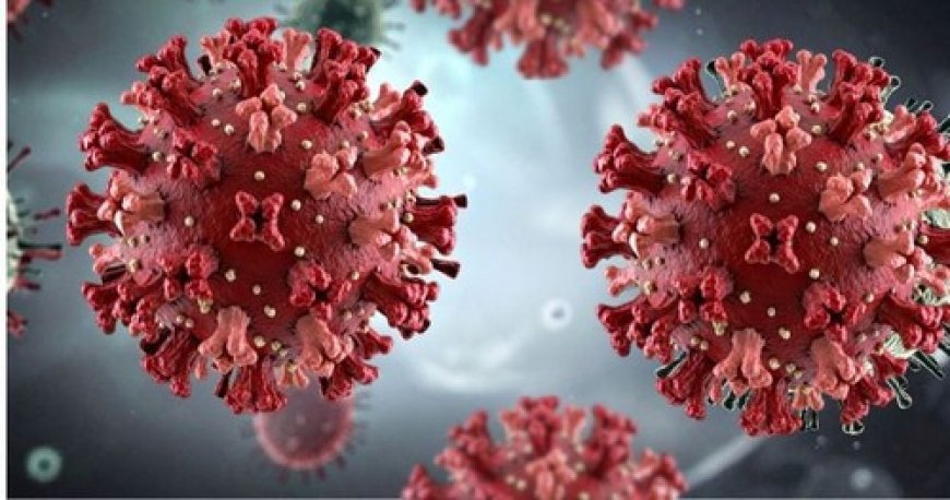 Les Canaries et le hantavirus : quand l’Espagne a choisi la responsabilité face à la peur
