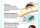 Paludisme : Que savez-vous des méthodes de dépistage et des mesures de prévention ?