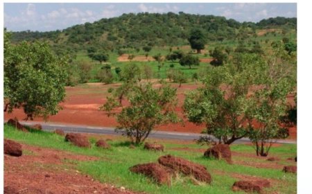 Mali : Face aux groupes terroristes, le gouvernement sanctuarise 39 forêts et aires protégées