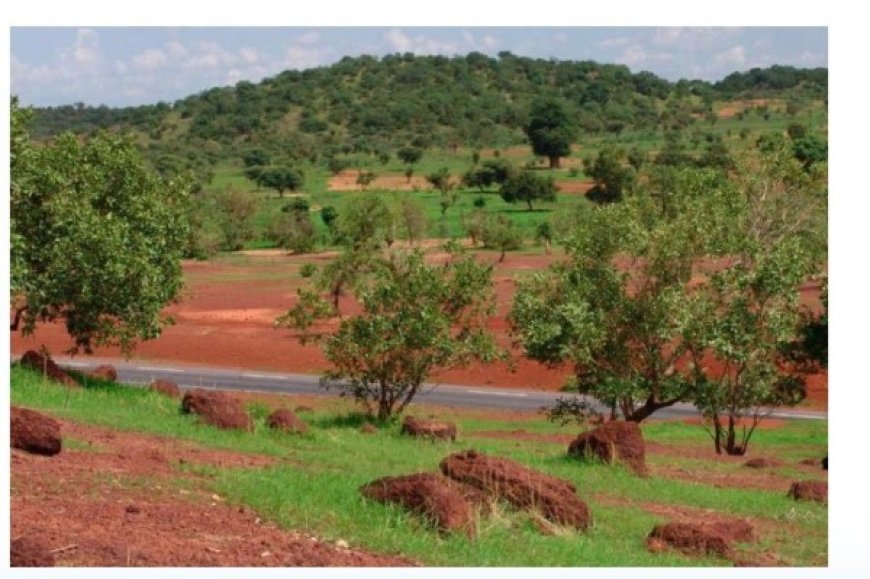 Mali : Face aux groupes terroristes, le gouvernement sanctuarise 39 forêts et aires protégées