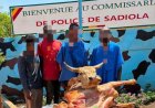 Sadiola : Le quatuor voleur de bœufs interpellé par la police