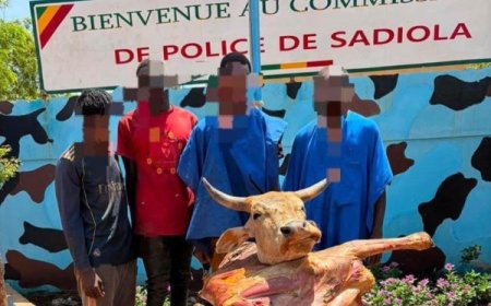 Sadiola : Le quatuor voleur de bœufs interpellé par la police