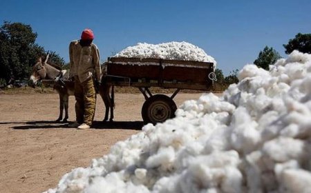 Industrialisation du coton : le Mali crée la SOTEX-Mali pour transformer davantage sa production