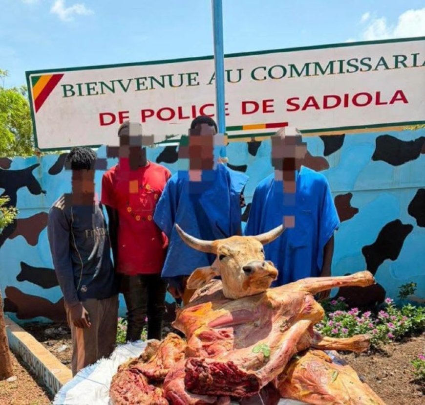 Sadiola : Le quatuor voleur de bœufs interpellé par la police