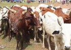 Vol de bétail à la frontière Mali – Sénégal : Confondus, les suspects écroués
