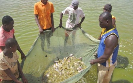 Élevage, pêche et aquaculture : Ces piliers de la souveraineté alimentaire