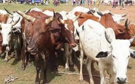 Vol de bétail à la frontière Mali – Sénégal : Confondus, les suspects écroués
