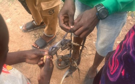 Chasse au margouillat pendant les vacances scolaires : Les jeunes scolaires s’en délectent