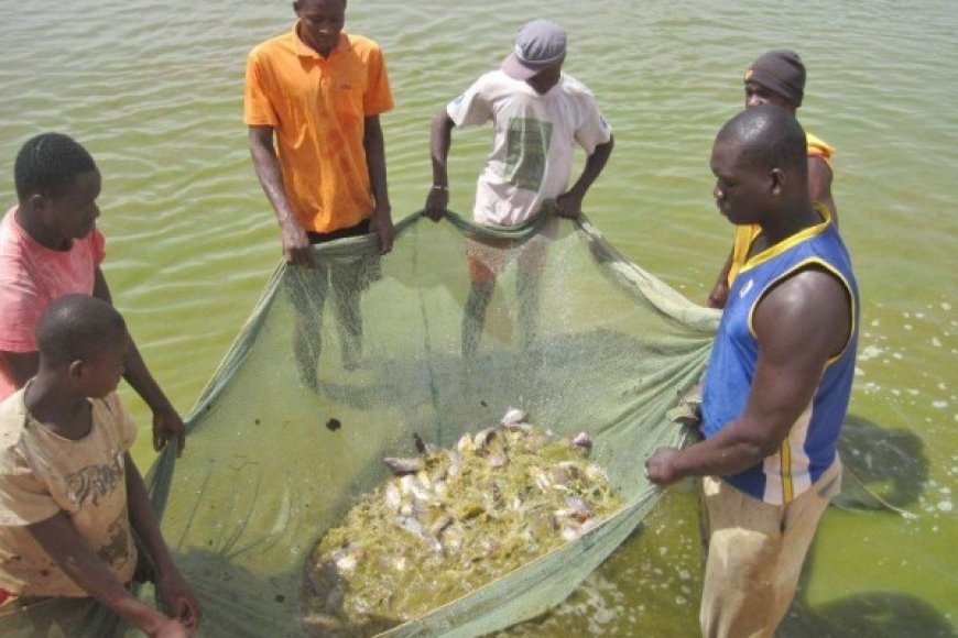 Élevage, pêche et aquaculture : Ces piliers de la souveraineté alimentaire