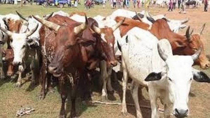 Vol de bétail à la frontière Mali – Sénégal : Confondus, les suspects écroués