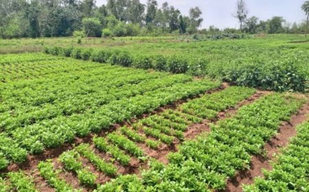 San : Le déficit hydrique menace la contre-saison maraîchère