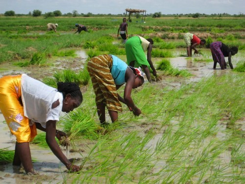 Projet de budget 2027 : Le monde rural sevré de plus de 41 % de ses crédits d’appui