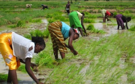 Projet de budget 2027 : Le monde rural sevré de plus de 41 % de ses crédits d’appui