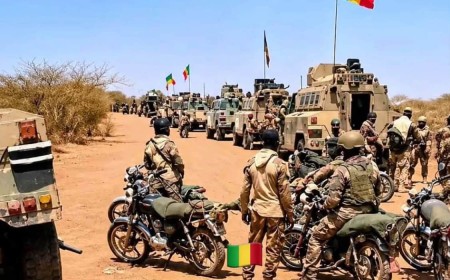 Cram Cram : l'herbe tenace du désert qui inspire l'offensive des FAMa à Kidal