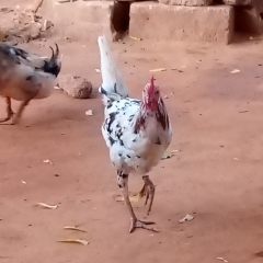 Bakaye