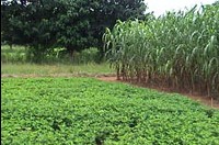 Si nous voulons éradiquer la faim, nous devons résolument investir dans l'agriculture africaine.
