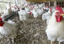 Grippe aviaire au Burkina: le Mali suspend ses importations de poulets