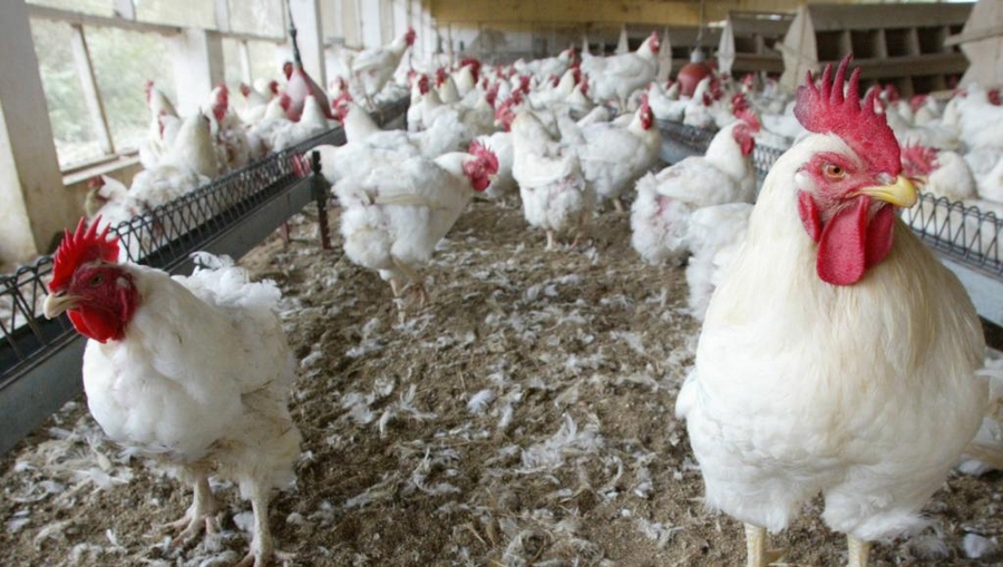 Kenieba : 2700 poussins en provenance du Sénégal incinérés