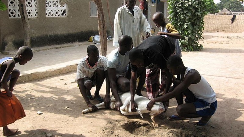 Quel animal abattre le jour de la tabaski? : Les éclairages de l'imam Daouda Sangaré