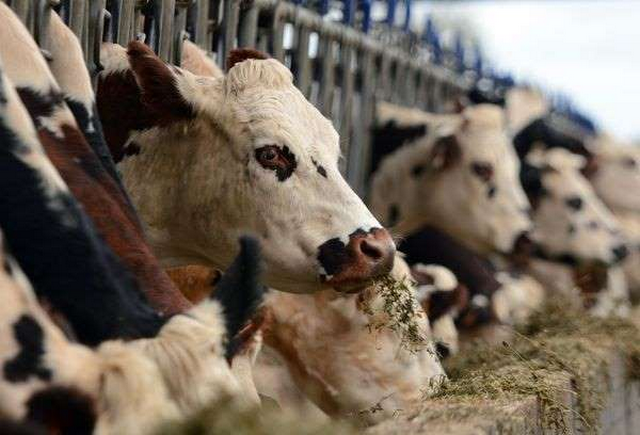 En Chine, une usine géante de clonage de vaches et de chiens