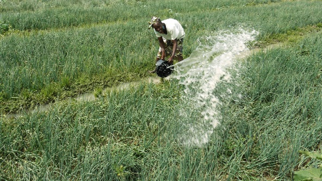 Campagne agricole 2020-2021 à l'Office du Niger : Une batterie de mesures  pour booster la production 