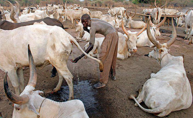 1er numéro de l’émission ‘’au cœur de l’économie malienne’’ : Les contraintes de la filière viande passées au peigne fin