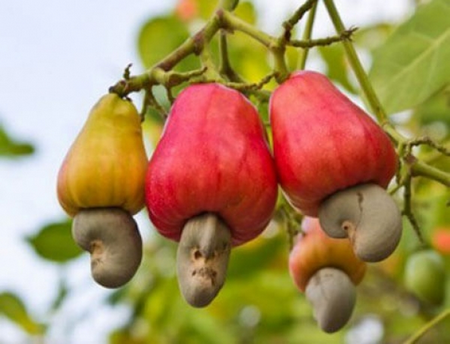 L’anacarde :  Arbre aux vertus économiques et thérapeutiques