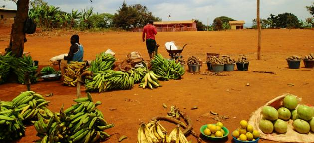 Fruits et légumes au Mali : L’arrière goût de nos mangues
