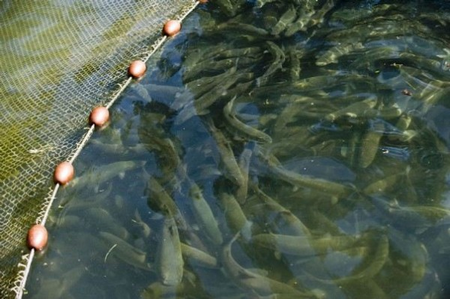 Pêche et l’aquaculture au Mali : Vers l'adoption d'une nouvelle loi