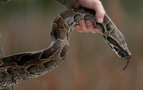 Etats-Unis: chassé d'un restaurant, il se fâche et lâche un python géant