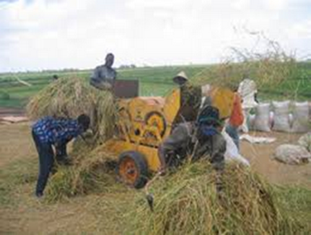 Batteuse Mali :  Un atout pour la mécanisation agricole